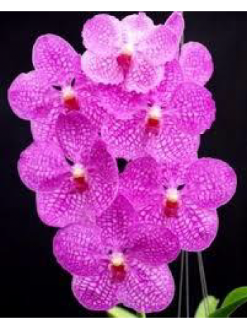 Ванда (pachara delight pink)